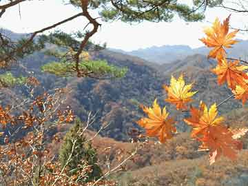 新奧天天全年免費(fèi)大全，無限暢享，無界生活，新奧天天全年免費(fèi)暢享，無界生活無限體驗(yàn)